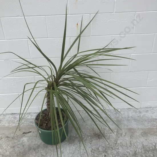 Palm In Pot, H90cm