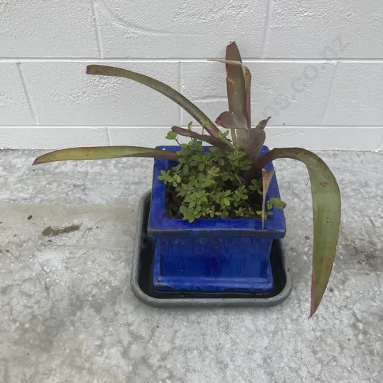 Bromeliad & Plants In Blue Pot