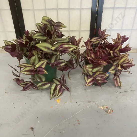 Pair of Trandescantia Plants