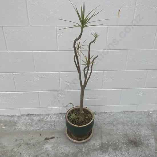 Spineless Yucca In Green Pot, H110cm
