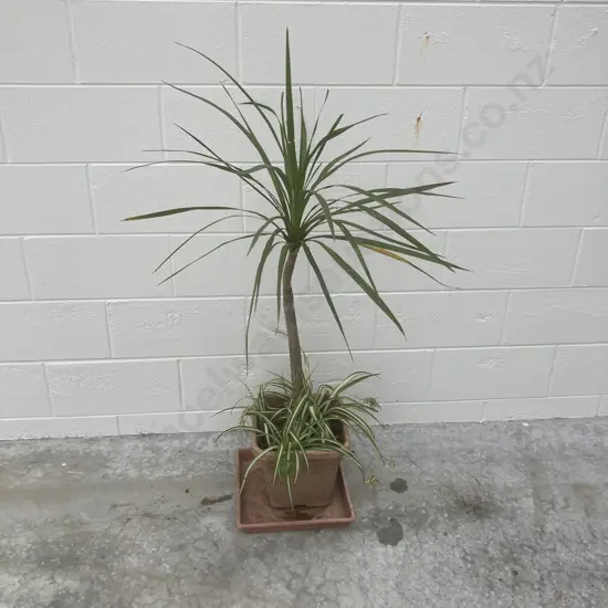 Yucca & Plants In Square Pot, H110cm