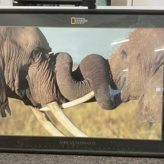 Framed Print 'African Elephants - Friendly Test Of Strength' National Geographic, 64 x 94.5cm