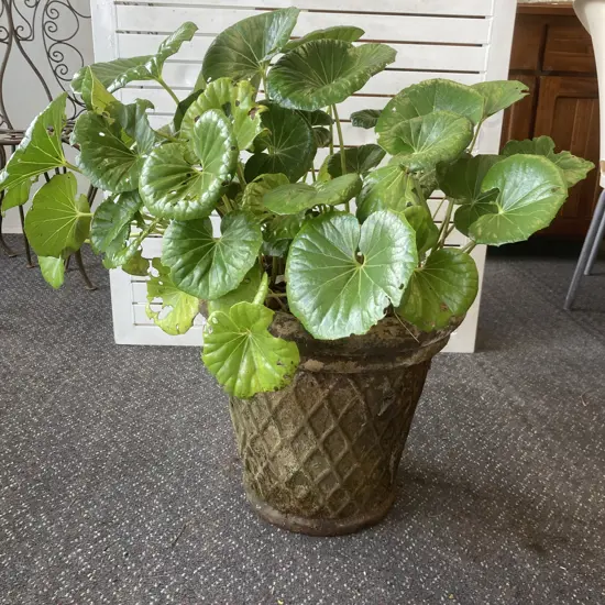Plant In Lattice Pattern Terracotta Planter, 75 x 73cm