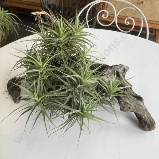Air Plant On Driftwood