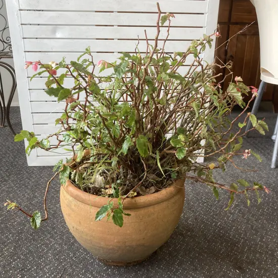 Begonia In Round Terracotta Plant Pot, 72 x 55cm