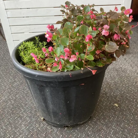 Begonia & Plants In Black Plastic Pot, 45 x 42cm