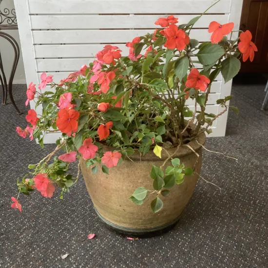 Impatience Plants In Round Terracotta Pot, 55 x 42cm