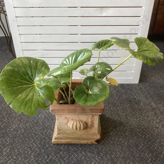 Plant In Classic Square Terracotta Planter (As Found)