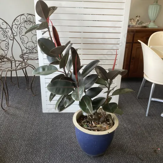 Red Rubber Plant In Navy Blue Terracotta Planter, 123 x 80cm