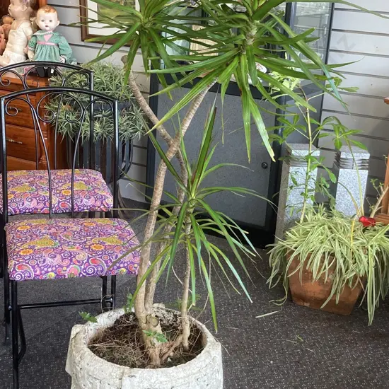 Concrete Planter & Palm, 154 x 42cm