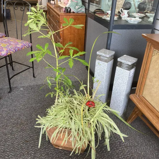 Plants In Square Terracotta Planter