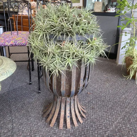 Air Plants In Steel Planter, 83 x 46cm