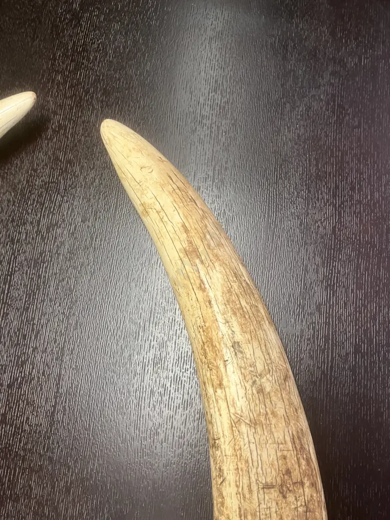 An Impressive Pair of Old Sport Trophy African Elephant Ivory Tusks - These Tusks are "Pre Convention" With CITES Permit Image 1++