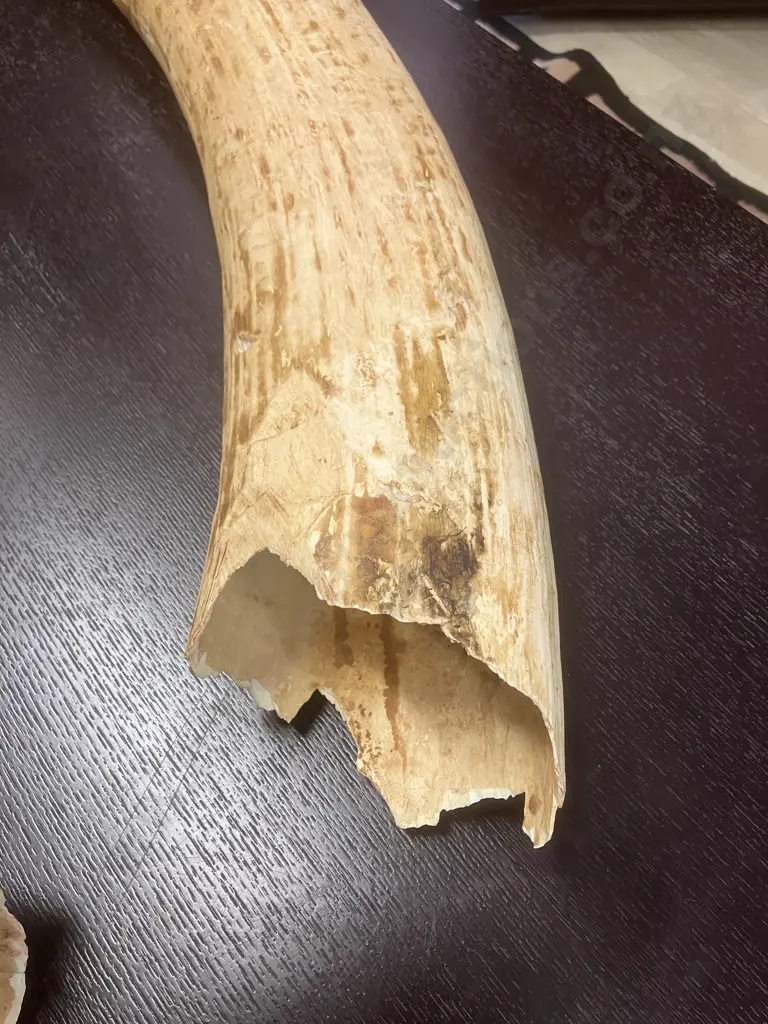 An Impressive Pair of Old Sport Trophy African Elephant Ivory Tusks - These Tusks are "Pre Convention" With CITES Permit Image 1++