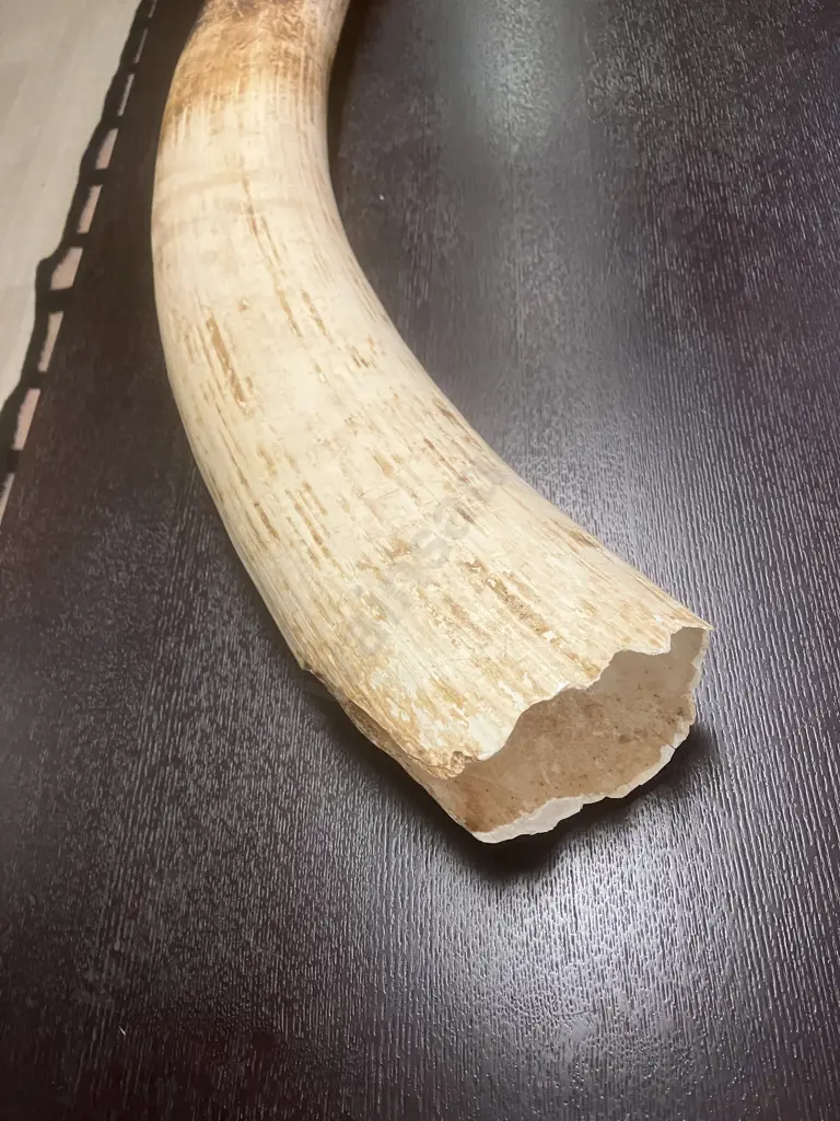 An Impressive Pair of Old Sport Trophy African Elephant Ivory Tusks - These Tusks are "Pre Convention" With CITES Permit Image 1++