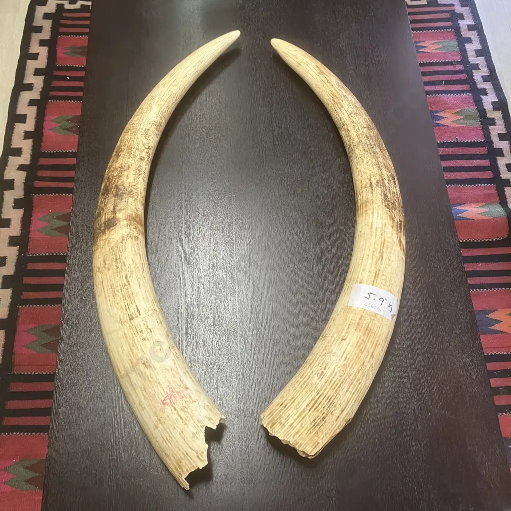 An Impressive Pair of Old Sport Trophy African Elephant Ivory Tusks - These Tusks are "Pre Convention" With CITES Permit Image 1++