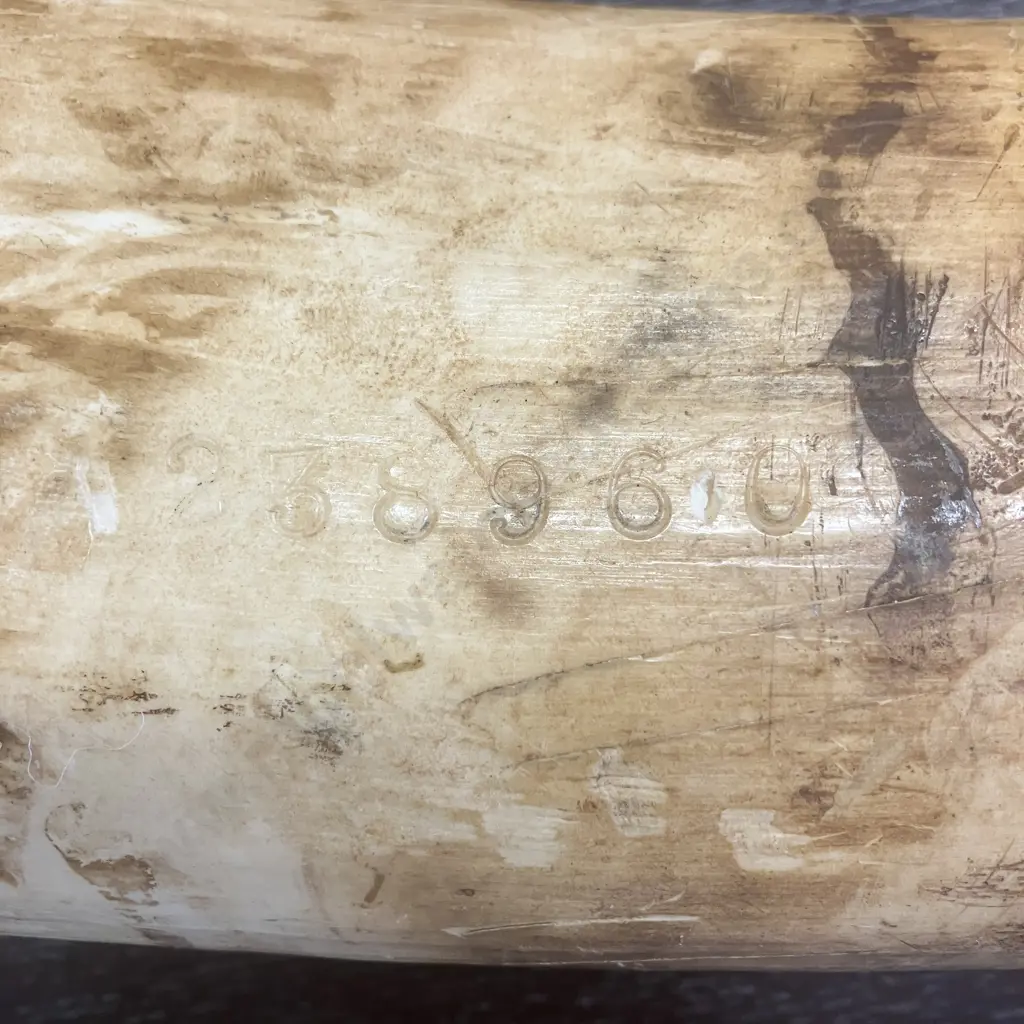 An Impressive Pair of Old Sport Trophy African Elephant Ivory Tusks - These Tusks are "Pre Convention" With CITES Permit Image 1++