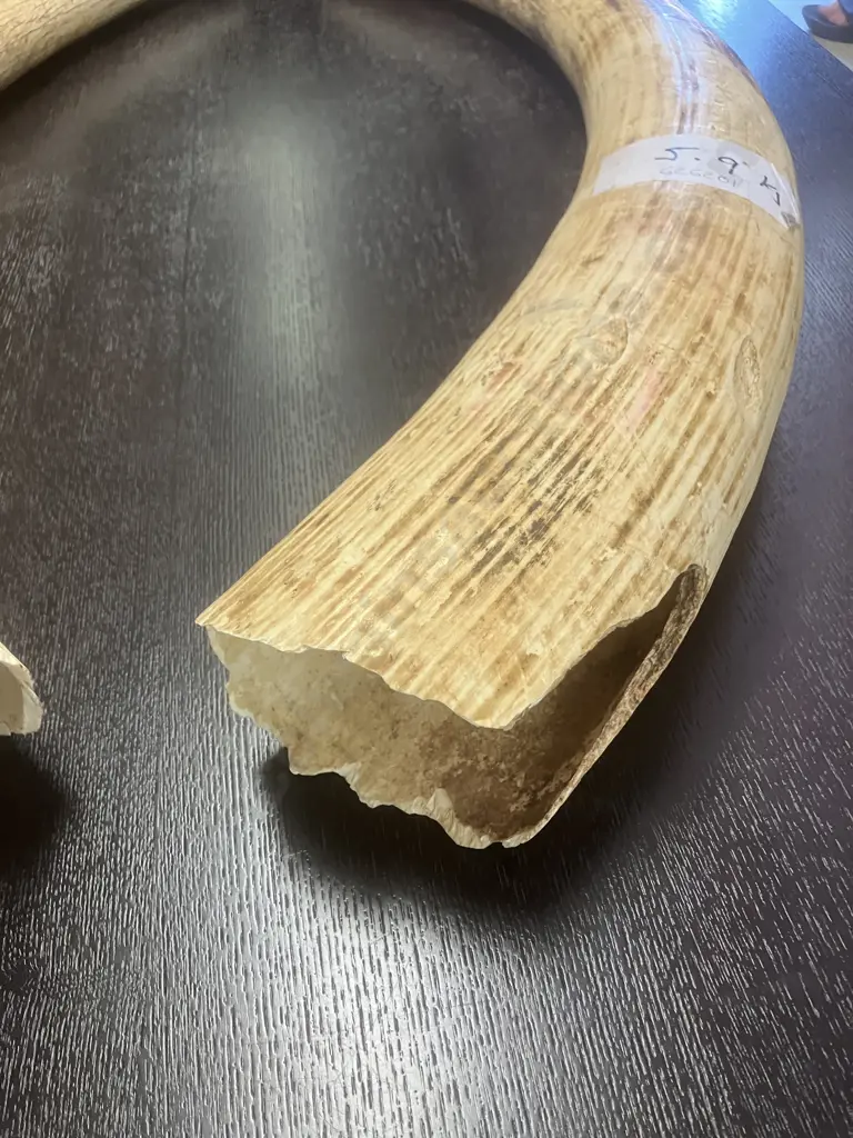 An Impressive Pair of Old Sport Trophy African Elephant Ivory Tusks - These Tusks are "Pre Convention" With CITES Permit Image 1++