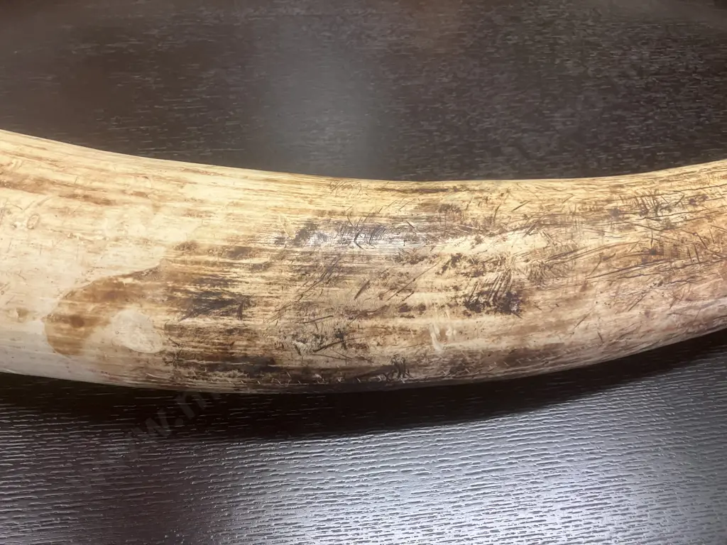 An Impressive Pair of Old Sport Trophy African Elephant Ivory Tusks - These Tusks are "Pre Convention" With CITES Permit Image 1++