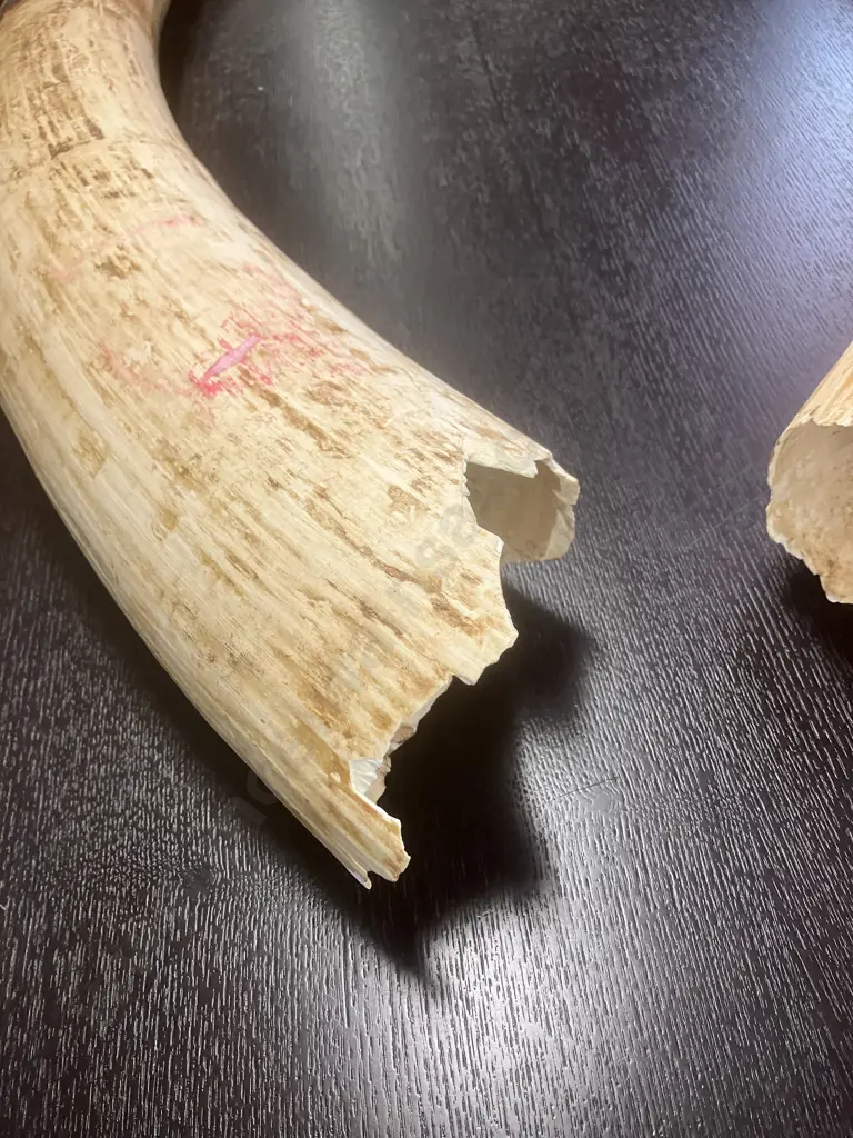 An Impressive Pair of Old Sport Trophy African Elephant Ivory Tusks - These Tusks are "Pre Convention" With CITES Permit Image 1++