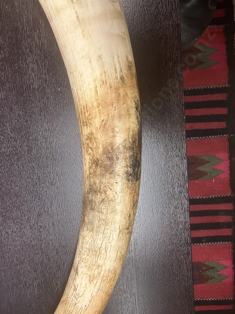 An Impressive Pair of Old Sport Trophy African Elephant Ivory Tusks - These Tusks are "Pre Convention" With CITES Permit Image 1++