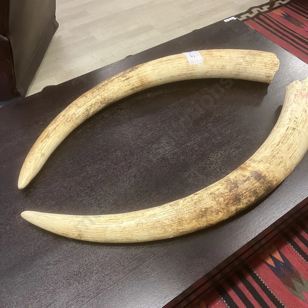 An Impressive Pair of Old Sport Trophy African Elephant Ivory Tusks - These Tusks are "Pre Convention" With CITES Permit Image 1++