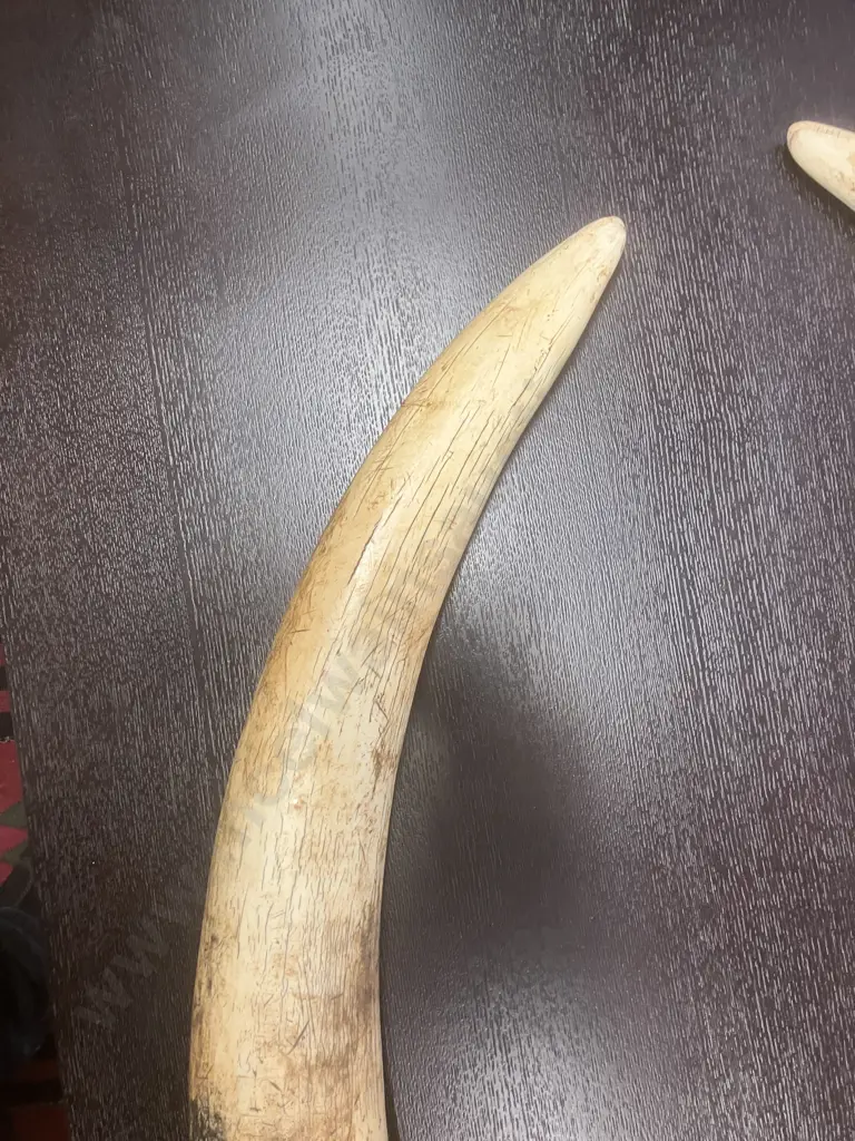 An Impressive Pair of Old Sport Trophy African Elephant Ivory Tusks - These Tusks are "Pre Convention" With CITES Permit Image 1++