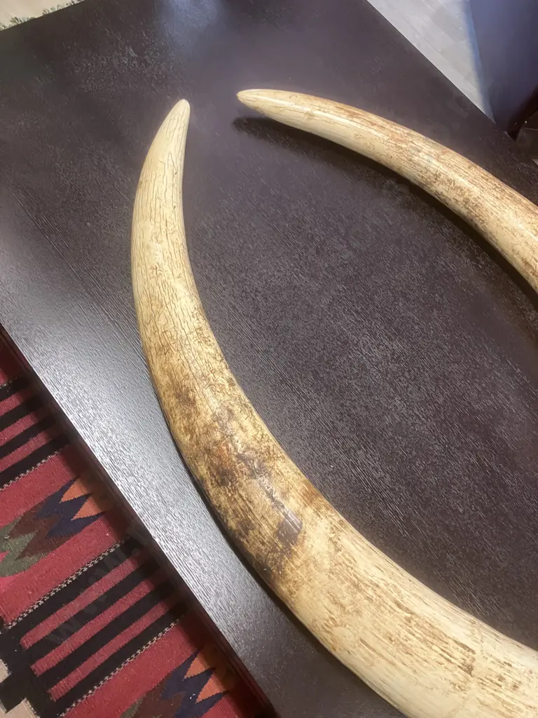 An Impressive Pair of Old Sport Trophy African Elephant Ivory Tusks - These Tusks are "Pre Convention" With CITES Permit Image 1++