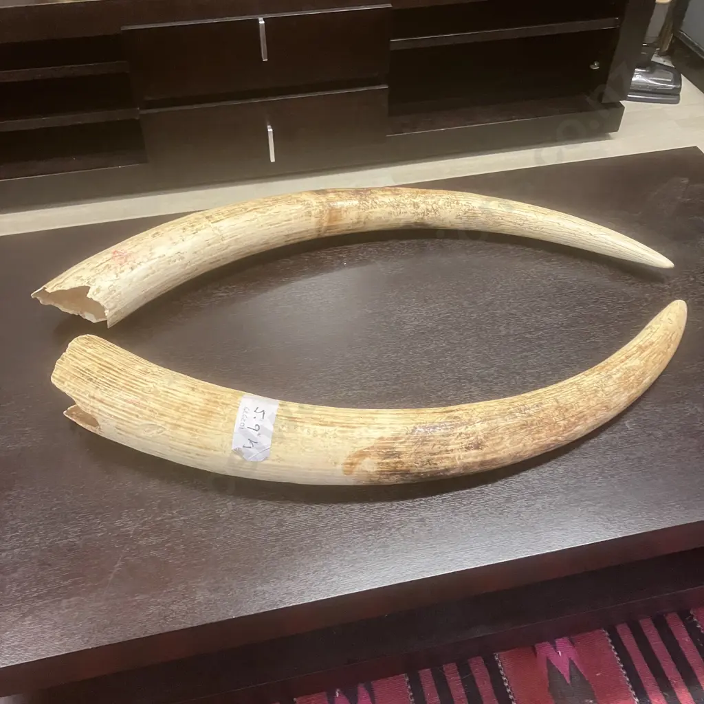 An Impressive Pair of Old Sport Trophy African Elephant Ivory Tusks - These Tusks are "Pre Convention" With CITES Permit Image 1++