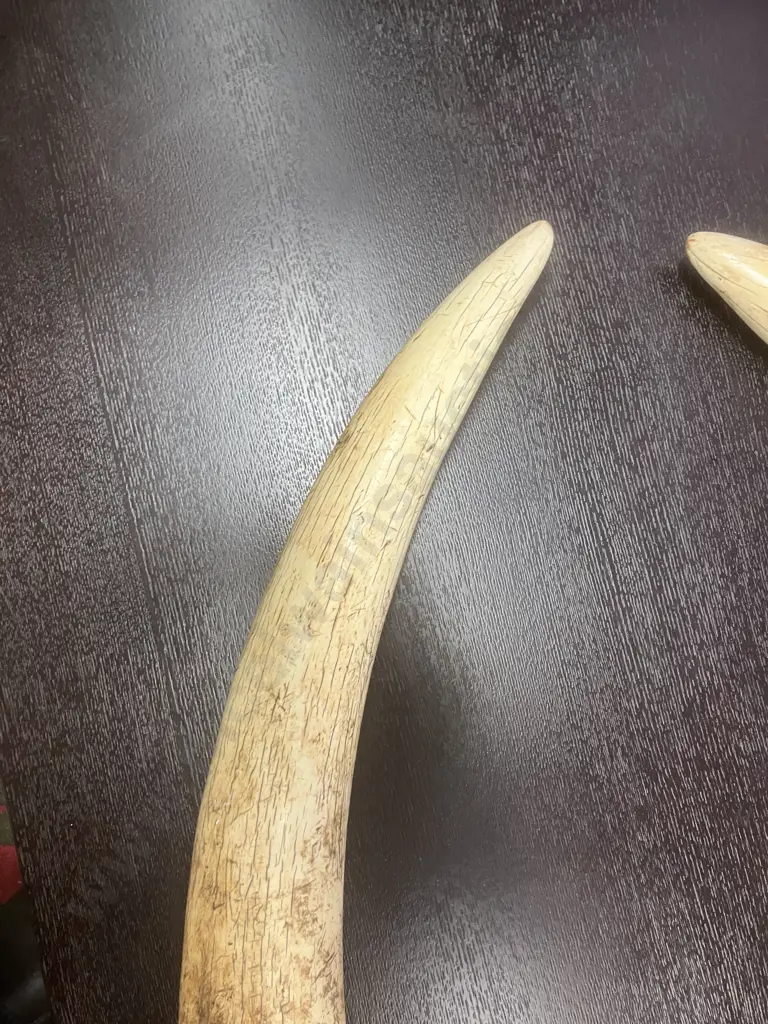An Impressive Pair of Old Sport Trophy African Elephant Ivory Tusks - These Tusks are "Pre Convention" With CITES Permit Image 1++