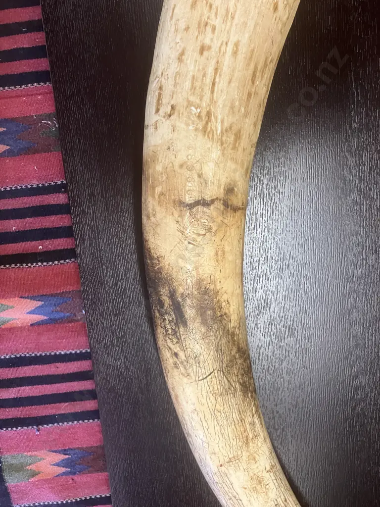 An Impressive Pair of Old Sport Trophy African Elephant Ivory Tusks - These Tusks are "Pre Convention" With CITES Permit Image 1++