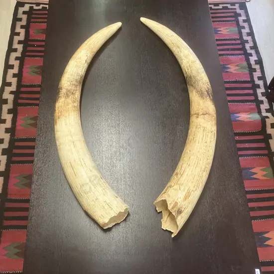 An Impressive Pair of Old Sport Trophy African Elephant Ivory Tusks - These Tusks are "Pre Convention" With CITES Permit
