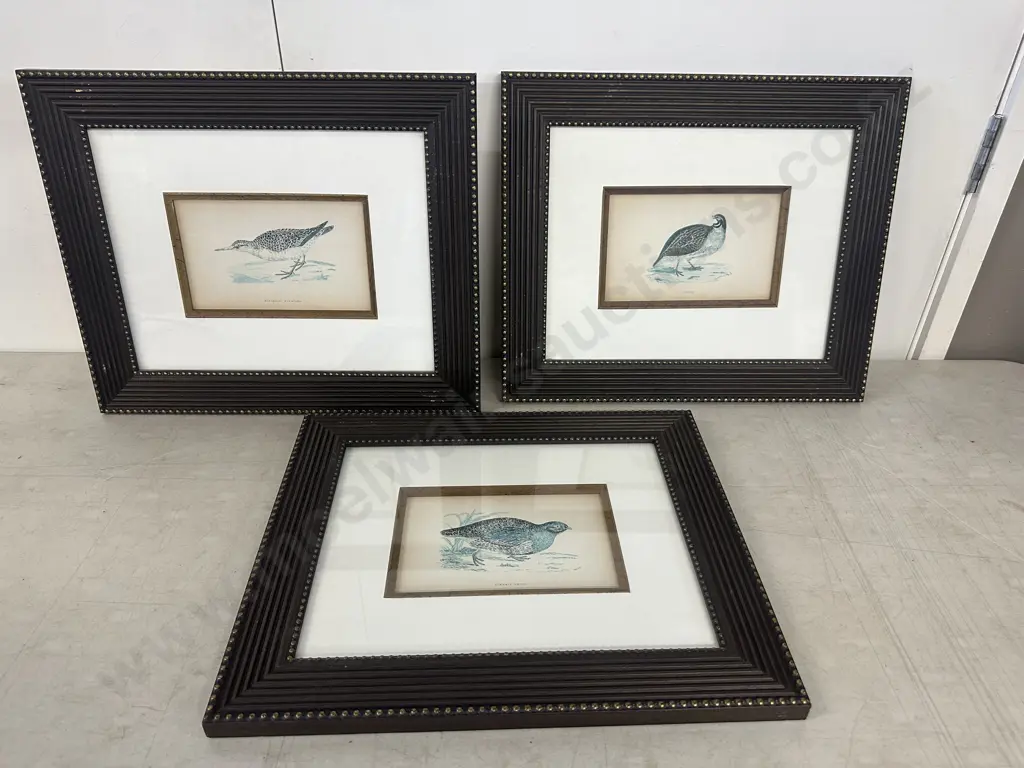 Set Of Three Framed Prints Including Caille, Becasseau Maubeche & Perdrix Grise 38x46cm. Image 1++