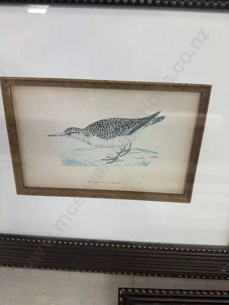 Set Of Three Framed Prints Including Caille, Becasseau Maubeche & Perdrix Grise 38x46cm. Image 1++