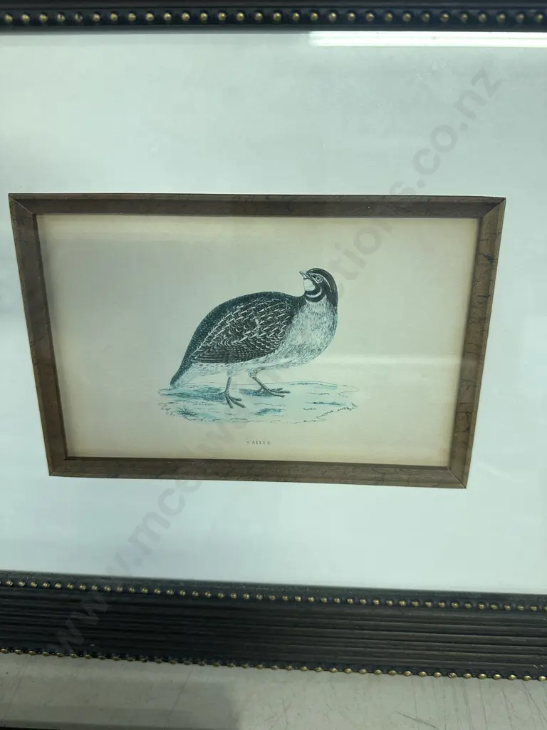 Set Of Three Framed Prints Including Caille, Becasseau Maubeche & Perdrix Grise 38x46cm. Image 1++