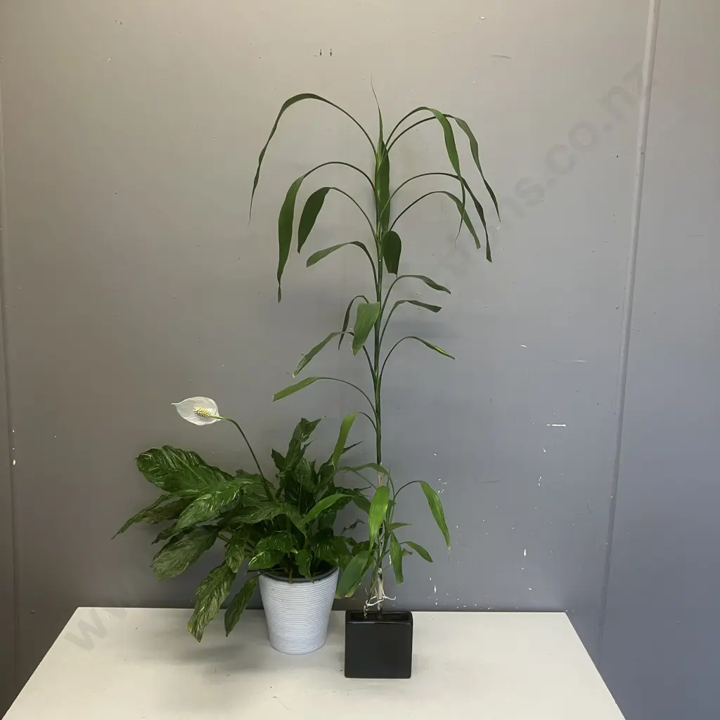 Indoor Plants - Peace Lily In White Pot - 51cm & Lucky Bamboo In Black Pot - 102cm Image 1++