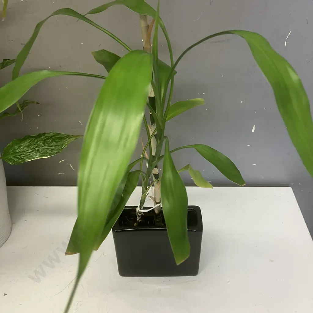 Indoor Plants - Peace Lily In White Pot - 51cm & Lucky Bamboo In Black Pot - 102cm Image 1++