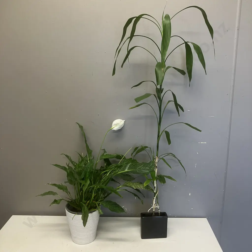 Indoor Plants - Peace Lily In White Pot - 51cm & Lucky Bamboo In Black Pot - 102cm Image 1++
