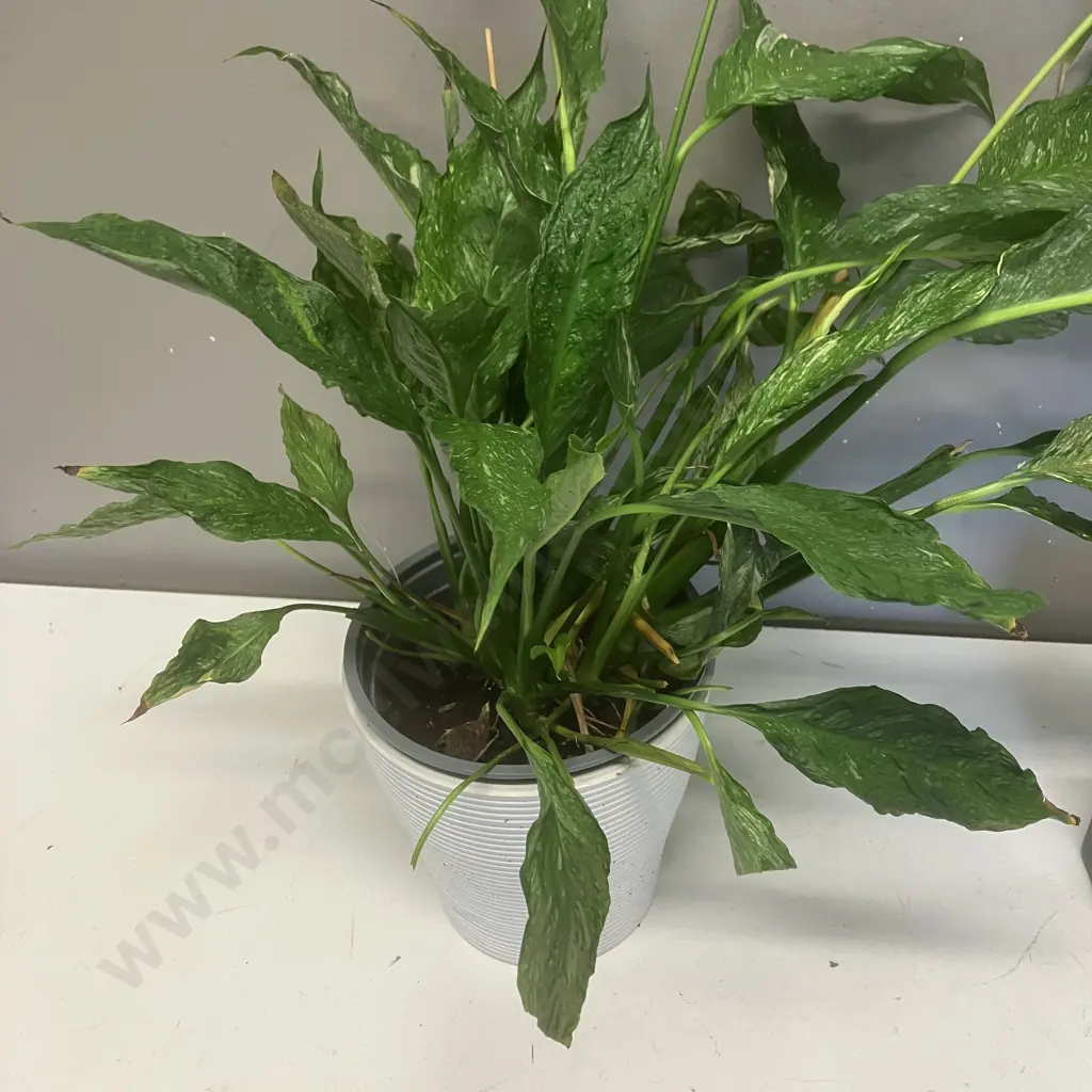 Indoor Plants - Peace Lily In White Pot - 51cm & Lucky Bamboo In Black Pot - 102cm Image 1++