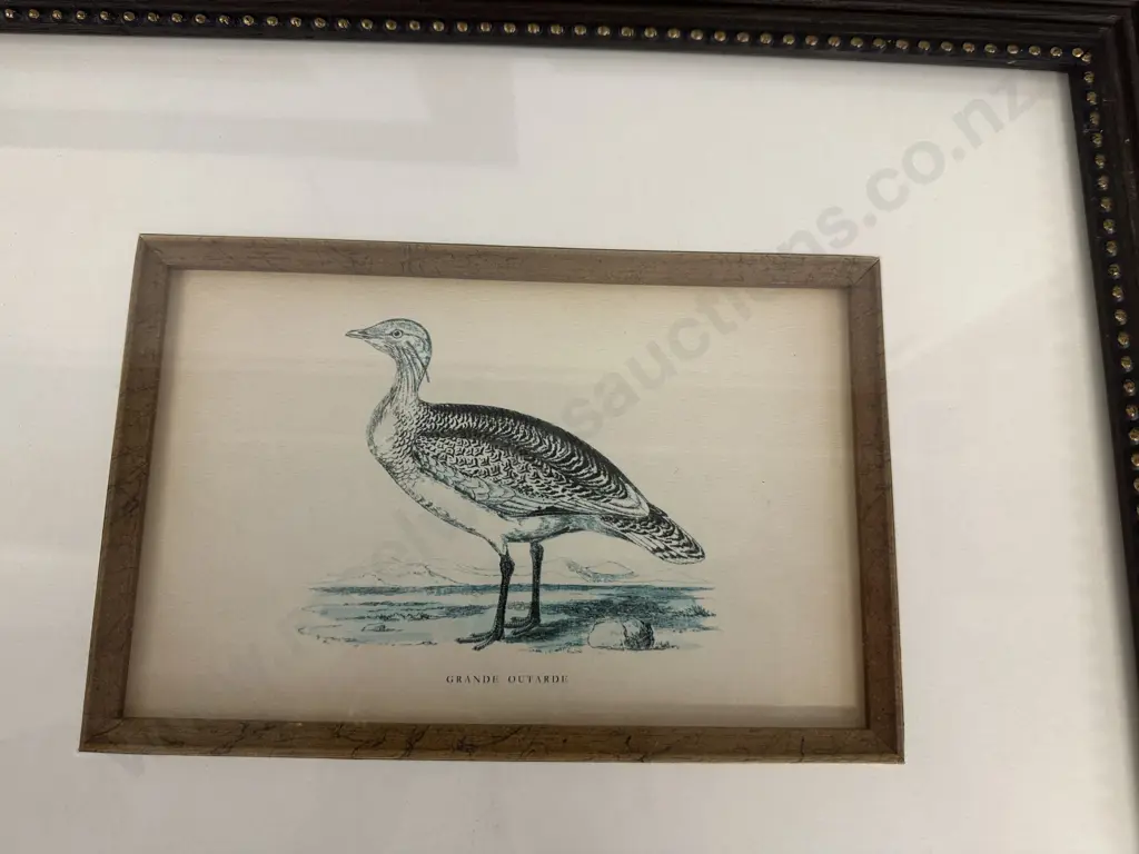 Set Of Three Framed Prints Including Grande Outarde, Canard Siffieur & Canard Souchet 38x38cm.  Image 1++