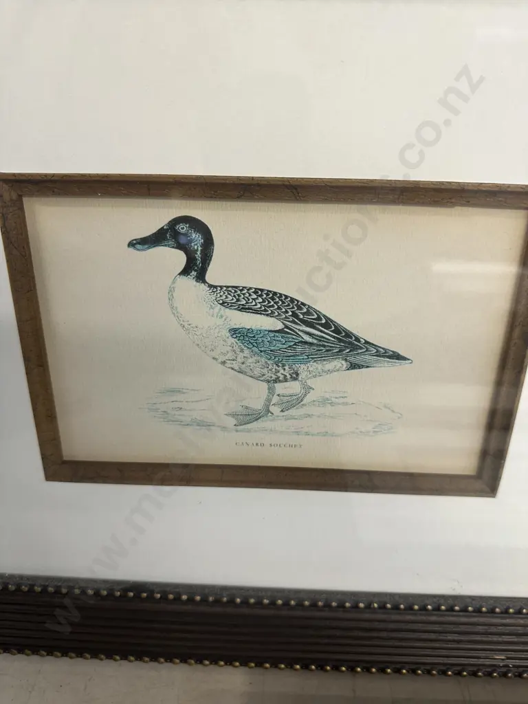 Set Of Three Framed Prints Including Grande Outarde, Canard Siffieur & Canard Souchet 38x38cm.  Image 1++