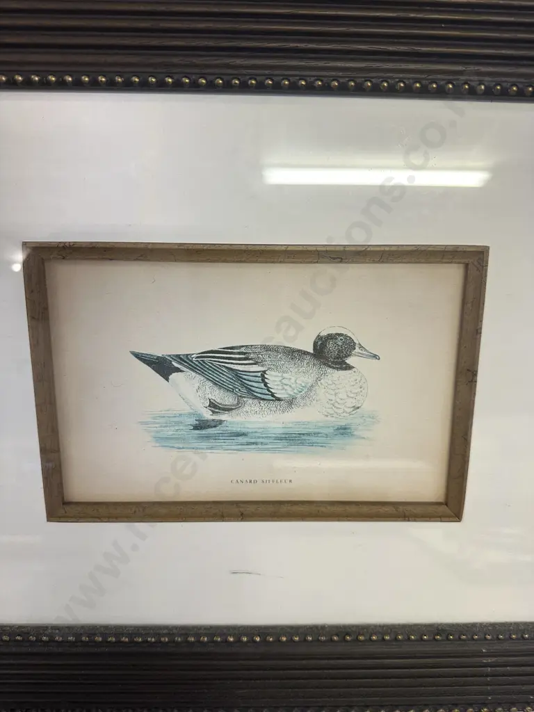 Set Of Three Framed Prints Including Grande Outarde, Canard Siffieur & Canard Souchet 38x38cm.  Image 1++