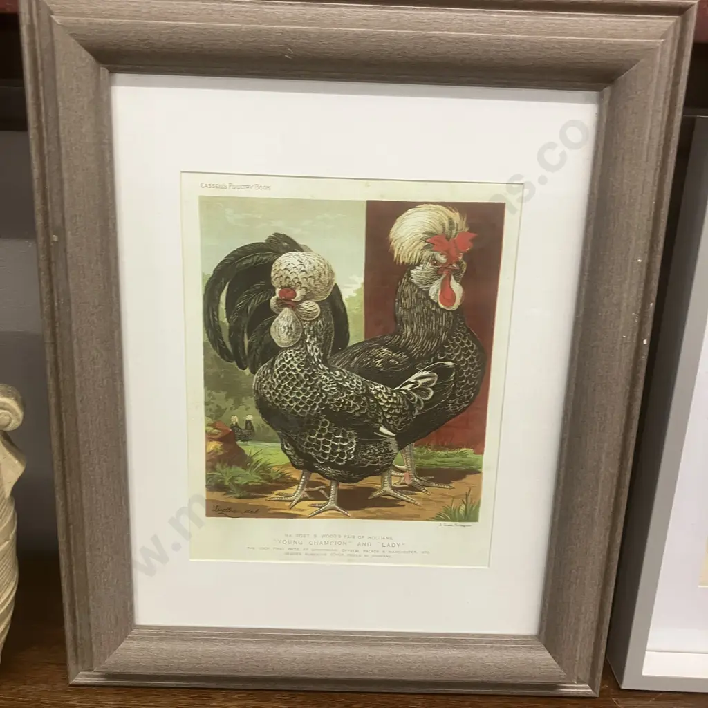 Pair of Framed Vintage Prints of Antique Poultry Lithographs Image 1++