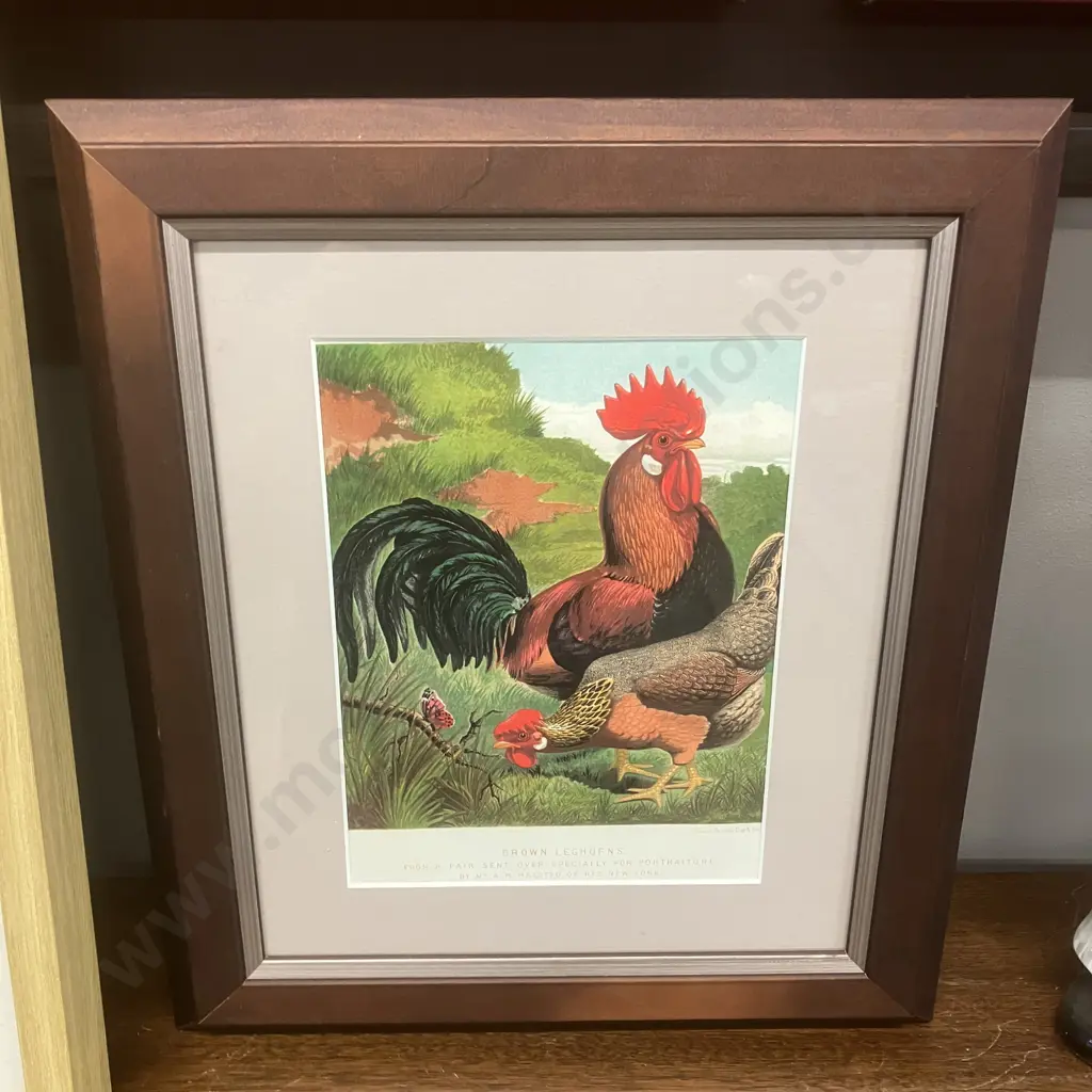 Pair of Framed Vintage Prints of Antique Poultry Lithographs Image 1++