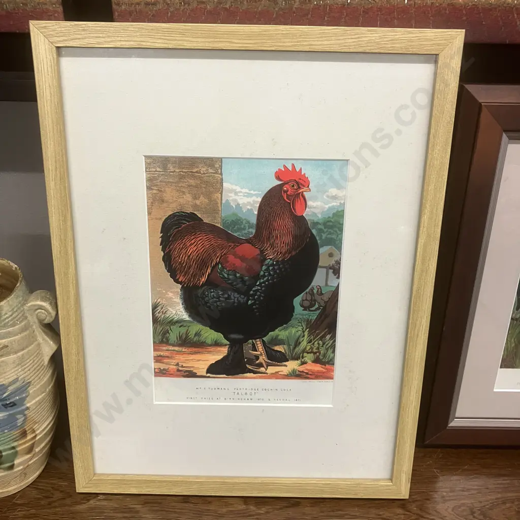 Pair of Framed Vintage Prints of Antique Poultry Lithographs Image 1++