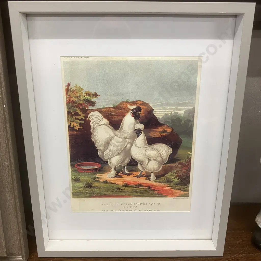 Pair of Framed Vintage Prints of Antique Poultry Lithographs Image 1++