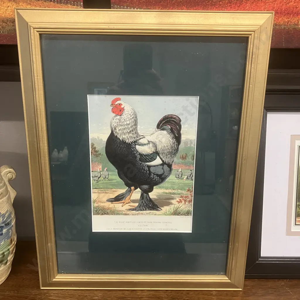 Pair of Framed Vintage Prints of Antique Poultry Lithographs Image 1++