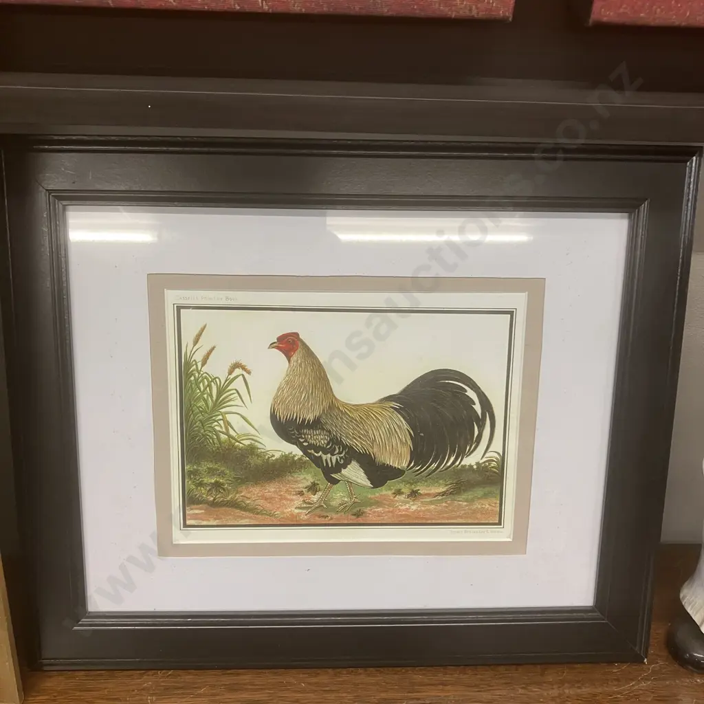 Pair of Framed Vintage Prints of Antique Poultry Lithographs Image 1++