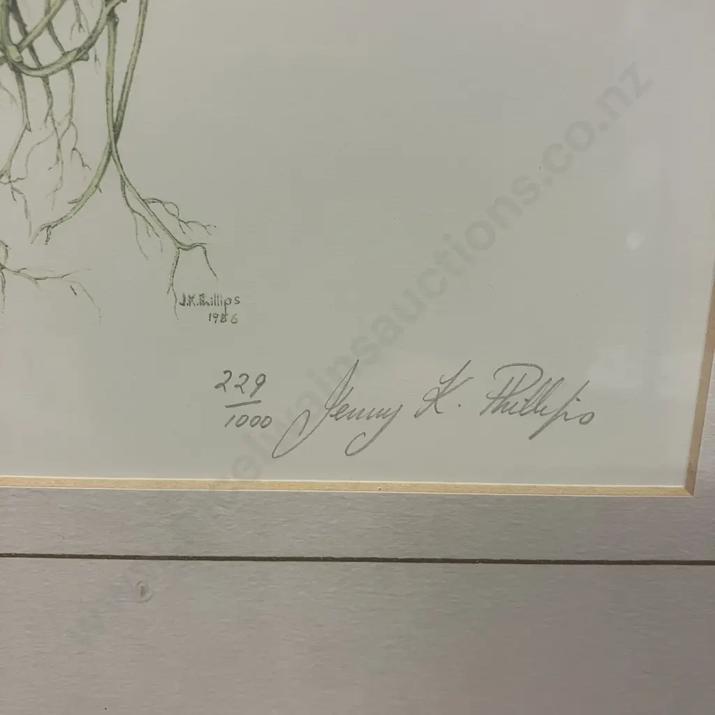 Jenny K. Phillips 1986 Botanical Studies Print 229/1000 Inscribed, Dated & Editioned In Image. 36 x 33cm Image 1++
