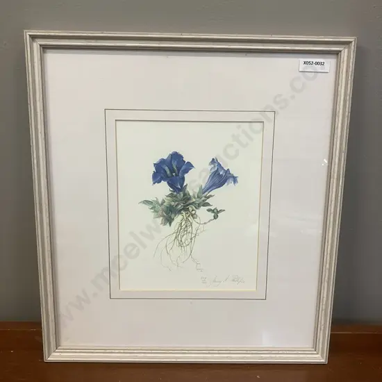 Jenny K. Phillips 1986 Botanical Studies Print 229/1000 Inscribed, Dated & Editioned In Image. 36 x 33cm